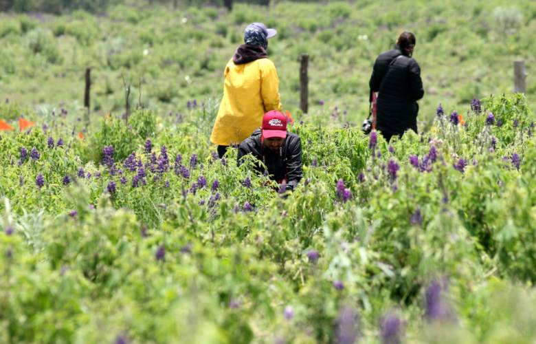 Planta Toluca más de 112 mil árboles en este año