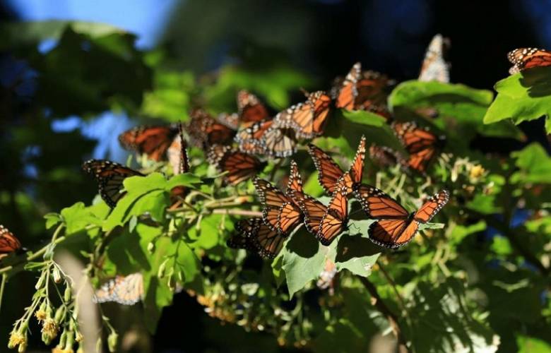 Es mariposa monarca símbolo mazahua que marca el inicio de la cosecha y el reencuentro con los antepasados