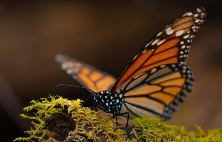 Reabrirán dos de tres  Santuarios de la Mariposa Monarca