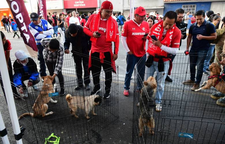 Encuentran hogar 240 lomitos y michis con el programa “Adopción Responsable” impulsado por la Gobernadora Delfina Gómez Álvarez