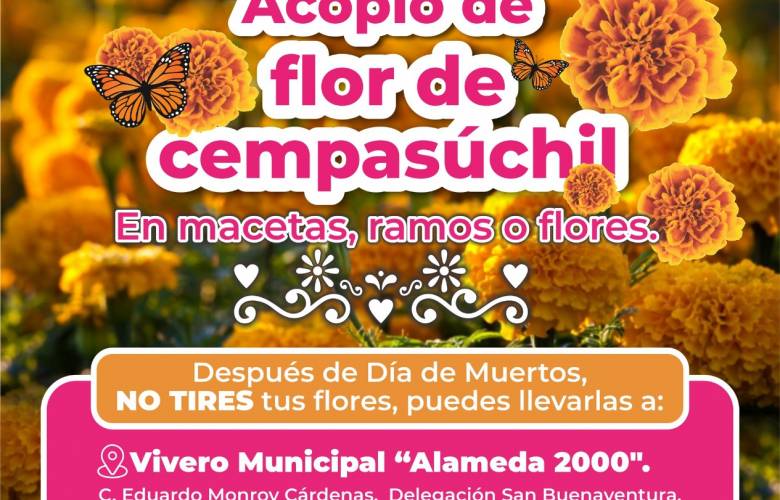 Recolectan en Toluca Cempasúchil que retiran de las ofrendas para composta