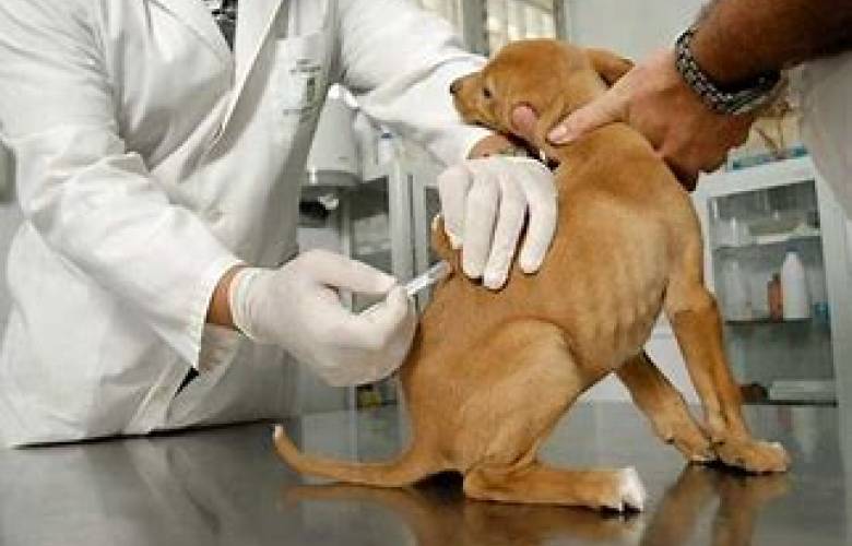 Día Mundial de la Vacunación Animal: Un compromiso por la salud de tus mascotas