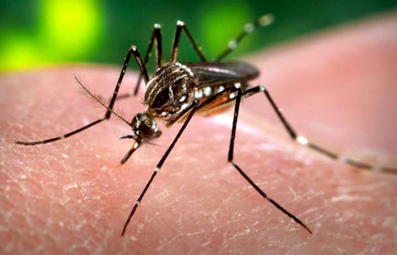 Ante propagación de zika, deben  intensificarse sistemas de control