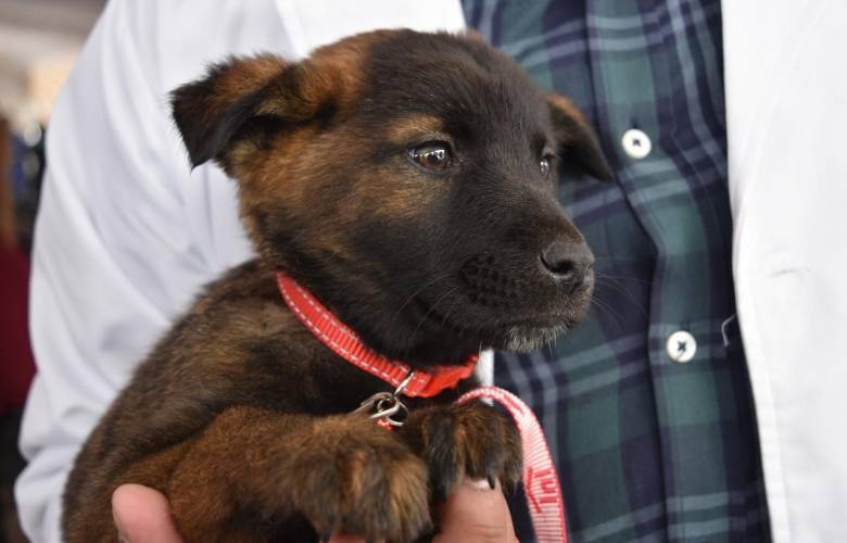 Impulsa EdoMéx protección animal con acciones coordinadas entre estado y municipios