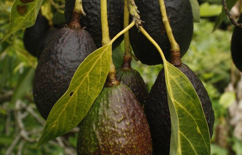 Hongo provoca pérdidas económicas en el cultivo de aguacate