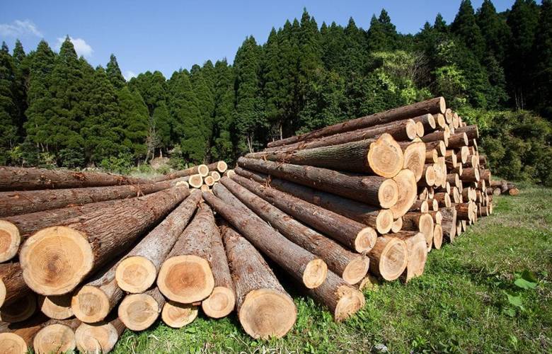 Aprueba Congreso dar más facultades a estados contra la tala ilegal