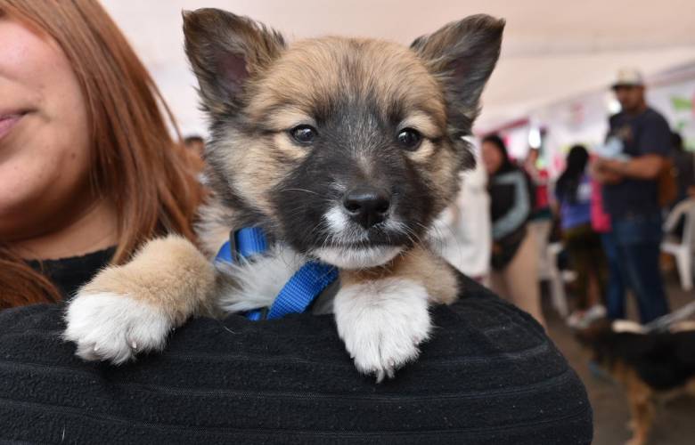 Invita Edoméx a jornada gratuita de esterilización para perros y gatos en Calimaya