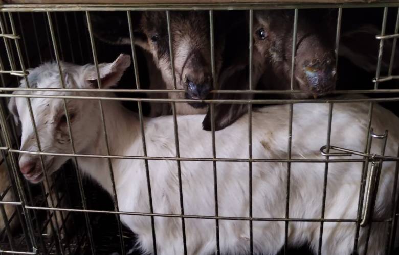 Fiscalía del Edoméx y Ejército intervienen predio en Ecatepec para rescatar a 900 animales en cautiverio.