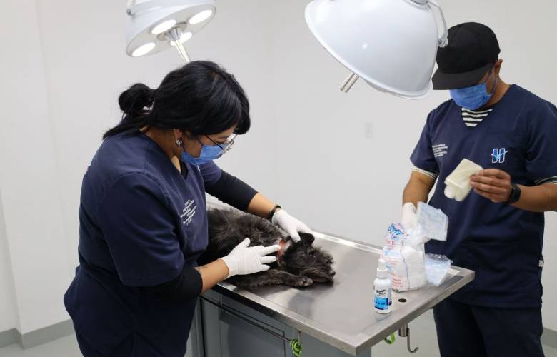 Realiza Huixquilucan 880 esterilizaciones veterinarias gratuitas para mascotas 