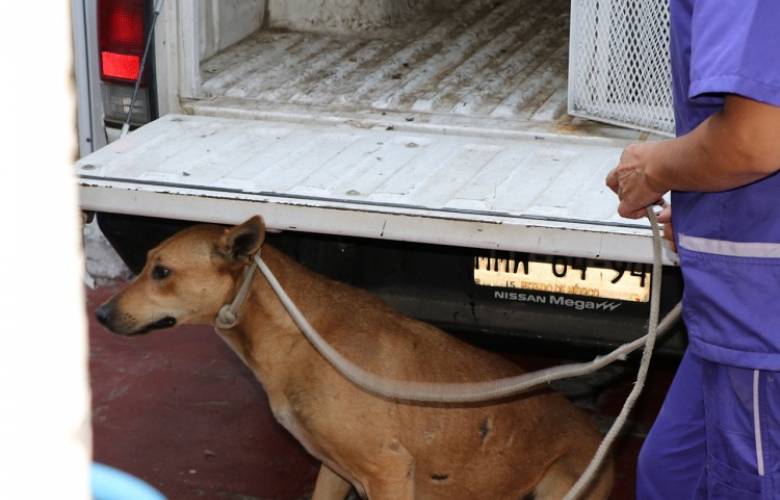 Canaliza propaem a albergue a seis caninos  relacionados con deceso de una persona en tecámac