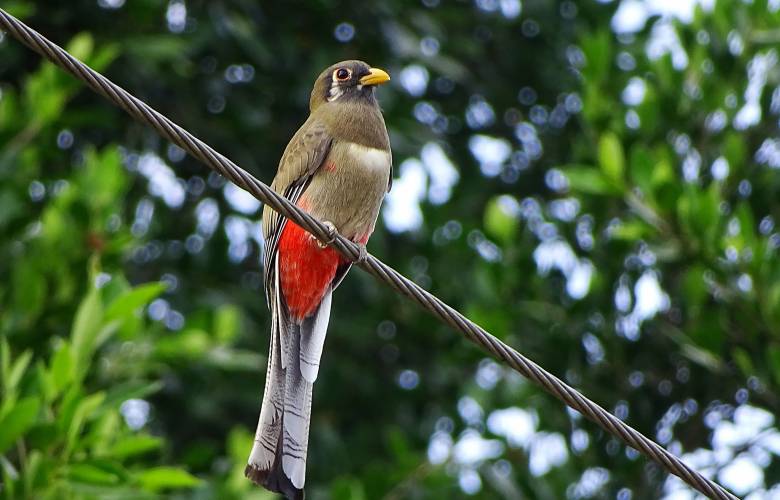 Áreas naturales protegidas son garantes para conservar la biodiversidad ¿Quién las cuida?