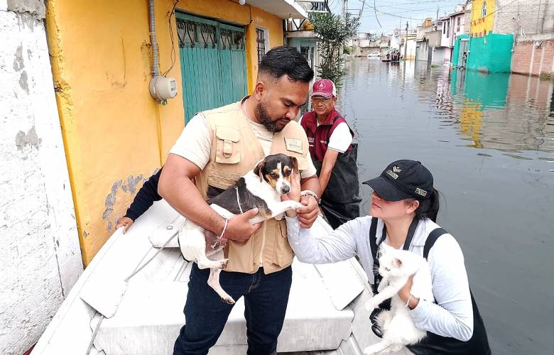 Envía Delfina brigadas de bienestar animal a Chalco y habilita tres albergues para los seres sintientes