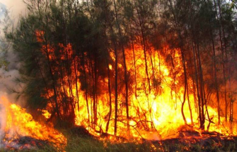 México con más de mil incendios forestales en 2022