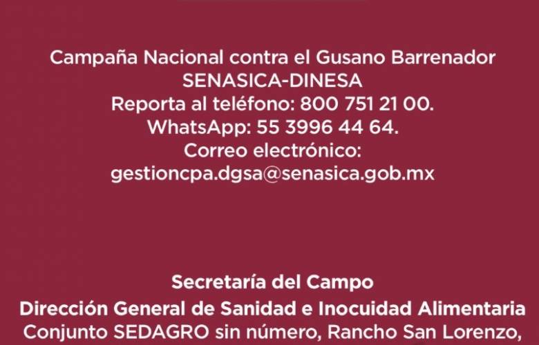 Refuerza Gobierno del EdoMéx estrategia contra gusano barrenador, tras un caso detectado en Tlatlaya