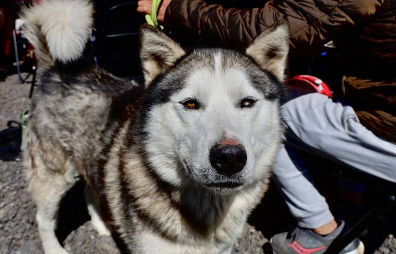  Más de 6 mil atenciones veterinarias durante el año en Ocoyoacac