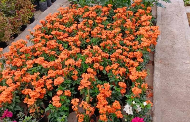 Floristas de Atlacomulco y Texcoco preparan su venta para el 10 de mayo en el Tianguis de la Secretaría del Campo