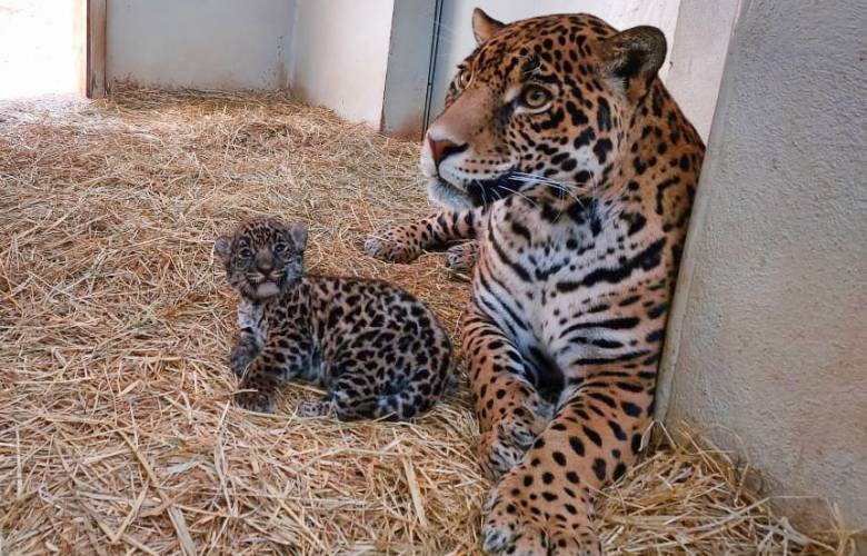 Nacen crías de jaguar en Edoméx