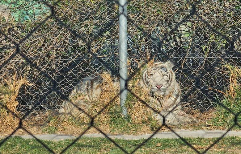 Autoridades resguardan inmueble en San Pedro Cholula y reubican fauna silvestre