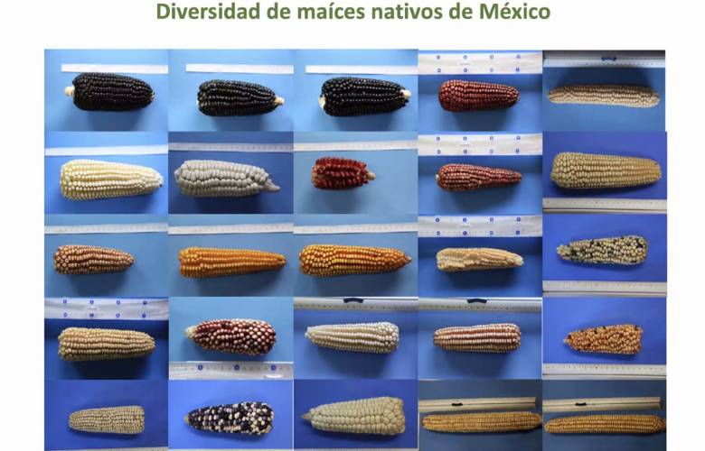 Maíz nativo pierde terreno ante semillas híbridas 