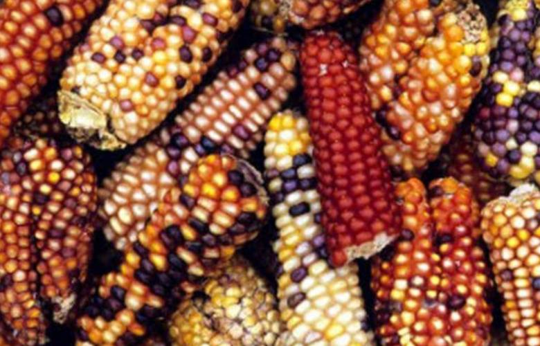 Niega la SCJN a Monsanto la siembra de maíz transgénico, SEMARNAT celebra