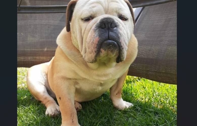 ¿Quién se queda con el perro? El Poder Judicial mexiquense también realiza mediación por mascotas