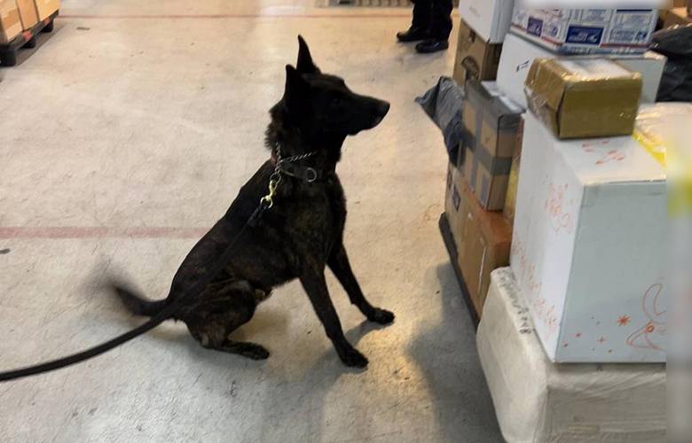 En el AICM, autoridades federales aseguran un paquete con fentanilo enviado desde un país asiático 