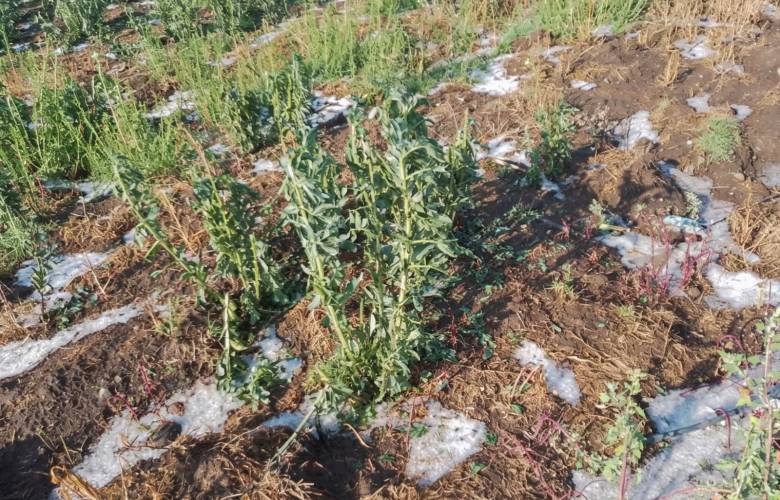 Evalúan productores daños en cultivos tras granizadas en Atlacomulco e Ixtlahuaca