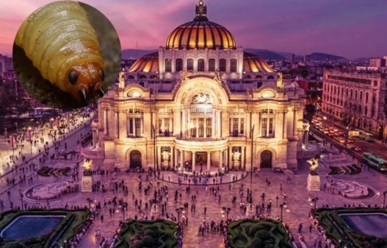 Aumentan a cinco los casos de gusano barrenador en CDMX