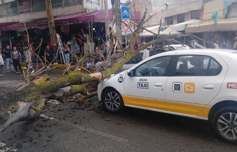 Atiende Protección Civil de Toluca caída de árbol en Boulevard Isidro Fabela