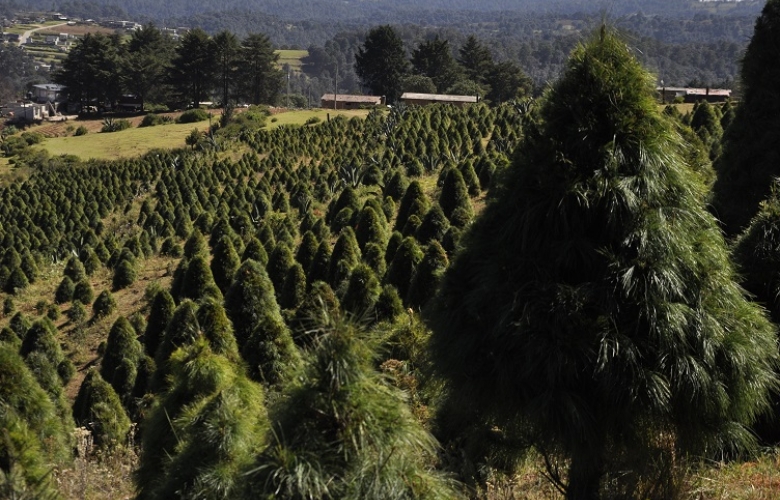 Buscarán comercializar 500 mil árboles de navidad naturales