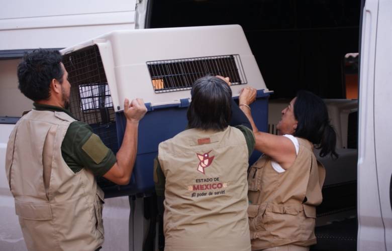 Endurecen sanciones por maltrato animal en Edomex