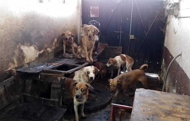Salvajada: Rescatan a 95 perritos maltratados en Nezahualcóyotl