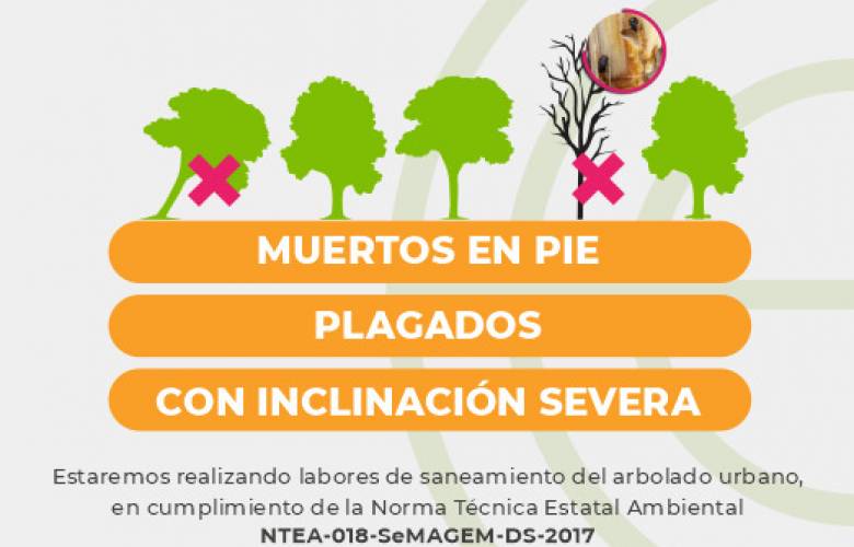 Renovará arbolado de paseo Colón el Ayuntamiento de Toluca