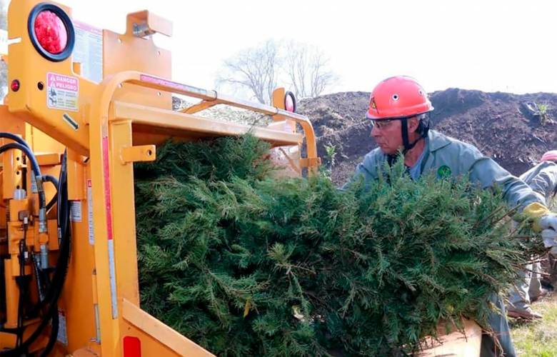 Realizará PROBOSQUE Campaña de reciclaje de árboles de navidad naturales