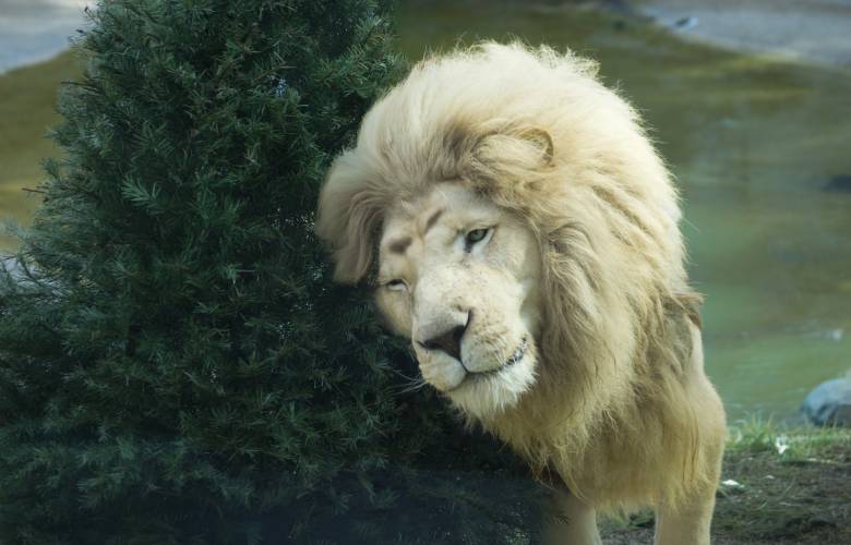 Lleva tu árbol de Navidad a Zacango, será reutilizado para actividades de bienestar animal