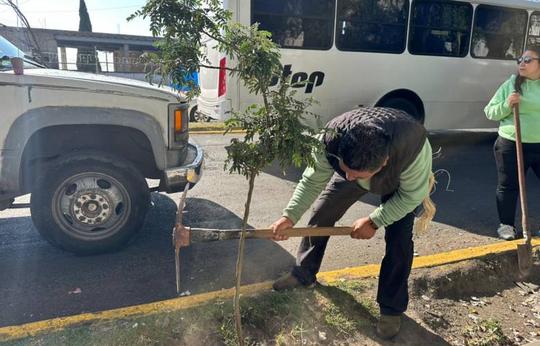 Refuerzan mantenimiento de arbolado en Paseo Matlatzincas en Toluca