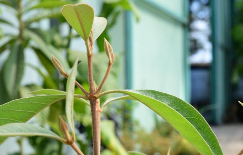 Reactiva Gobierno del EdoMéx producción de nanche y abre nueva etapa en reforestación frutal