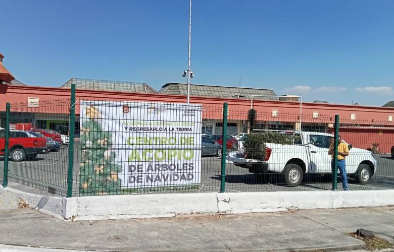 Operan en Metepec 20 centros de acopio de árboles de navidad naturales