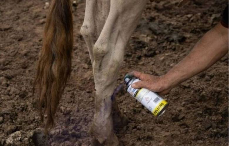 Controla EdoMéx 88 por ciento de los casos de gusano barrenador del ganado