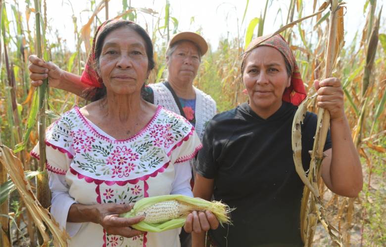 Publica Gobierno del Edoméx reglas de operación del programa de apoyo a productores de maíz