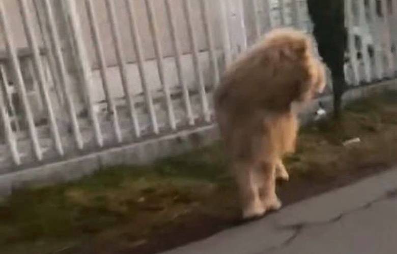 Soprende un León caminando por las calle de Ocoyoacac