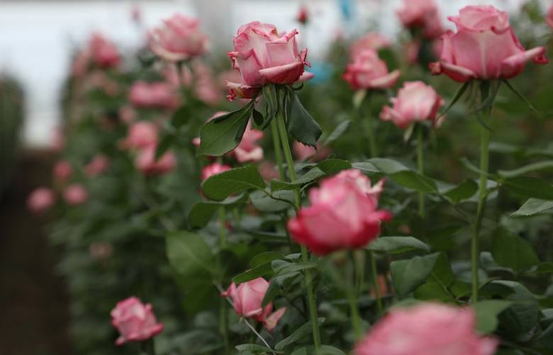 Cultivan productores de flor del EdoMéx más de mil hectáreas para el Día de la Virgen de Guadalupe