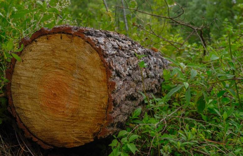 Congreso mexiquense protege el medio ambiente