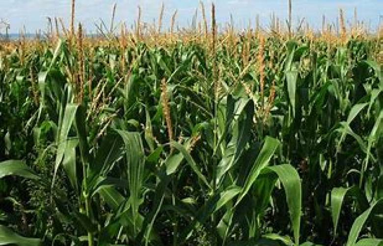 Retrasa sequía siembra de maíz en Edomex y habrá afectación