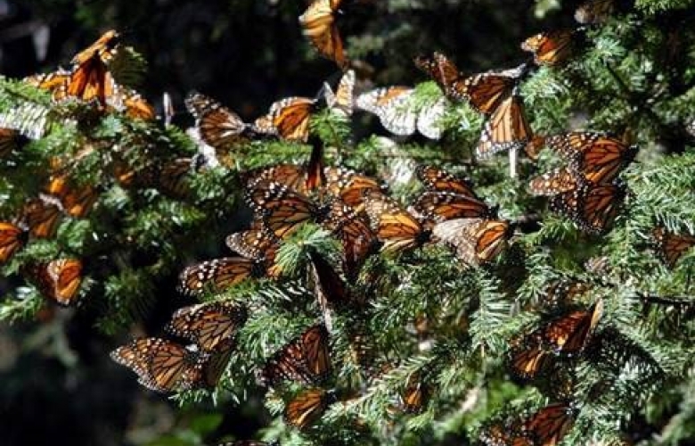 La conanp abrirá el 23 de noviembre los santuarios de mariposa monarca