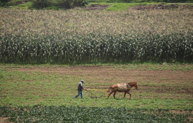 Impulsan producción de maíz con apoyos directos en el EdoMéx